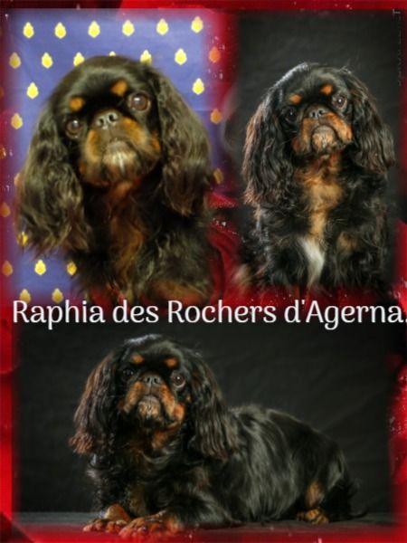 Raphia Des Rochers D'agerna