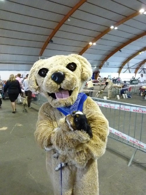 Des Rochers D'agerna - Exposition canine de La Rochelle du  22 juin 2014