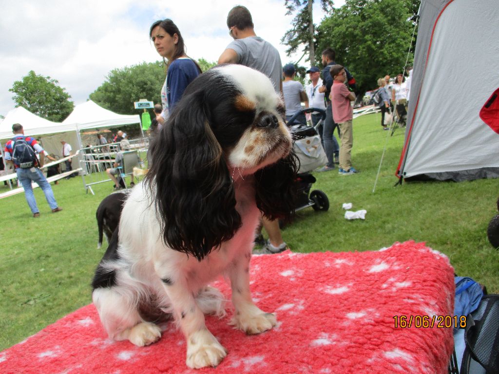 Des Rochers D'agerna - Exposition canine de St Symphorien 