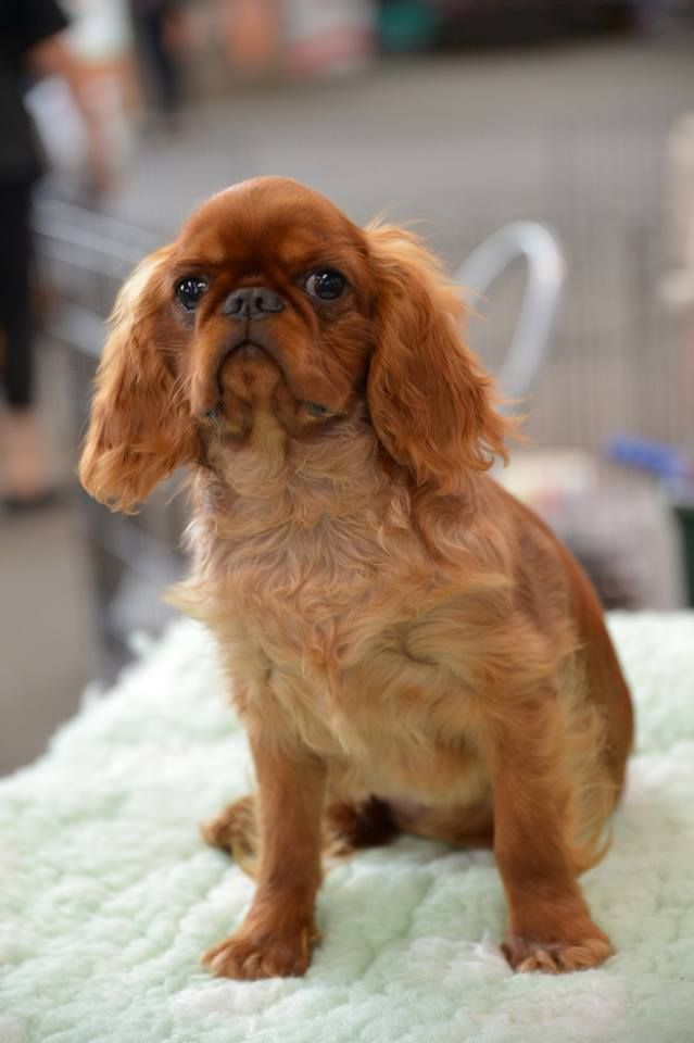 Des Rochers D'agerna - Résultats d'expositions canines 