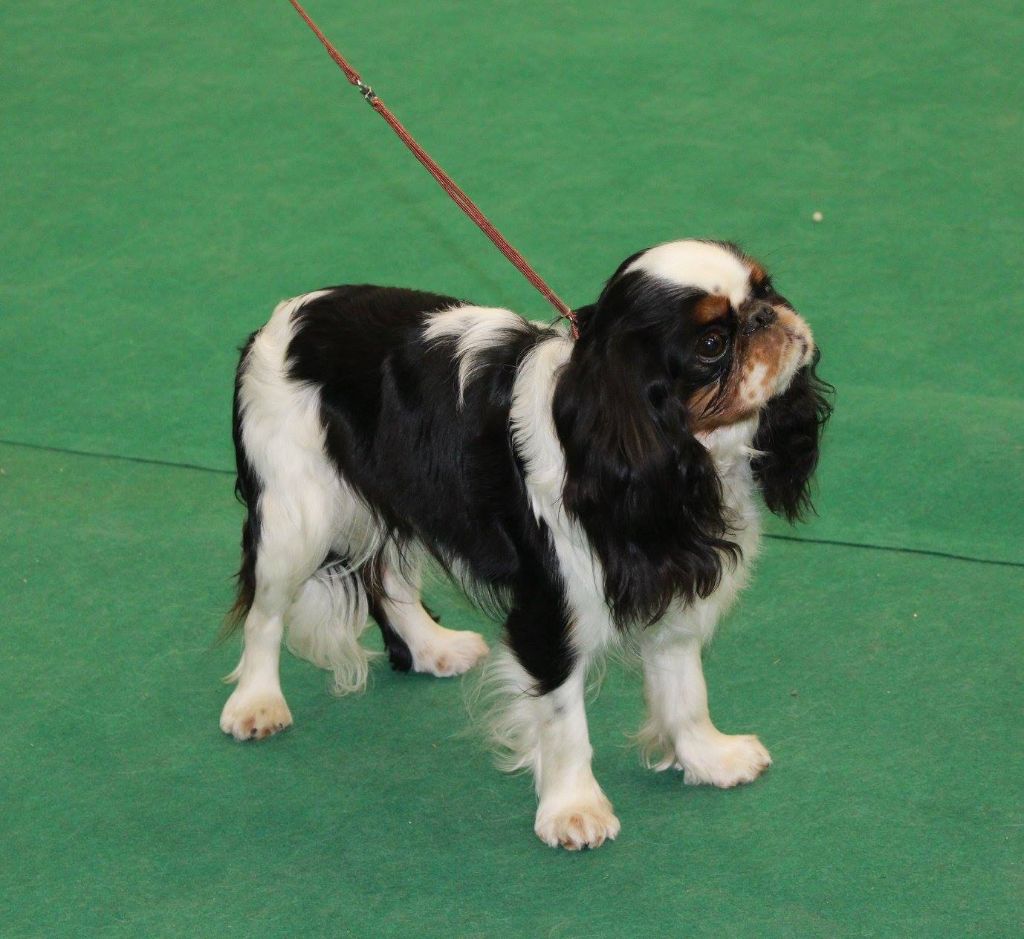 Des Rochers D'agerna - Exposition canine pour Mistslav et Marly Ana 