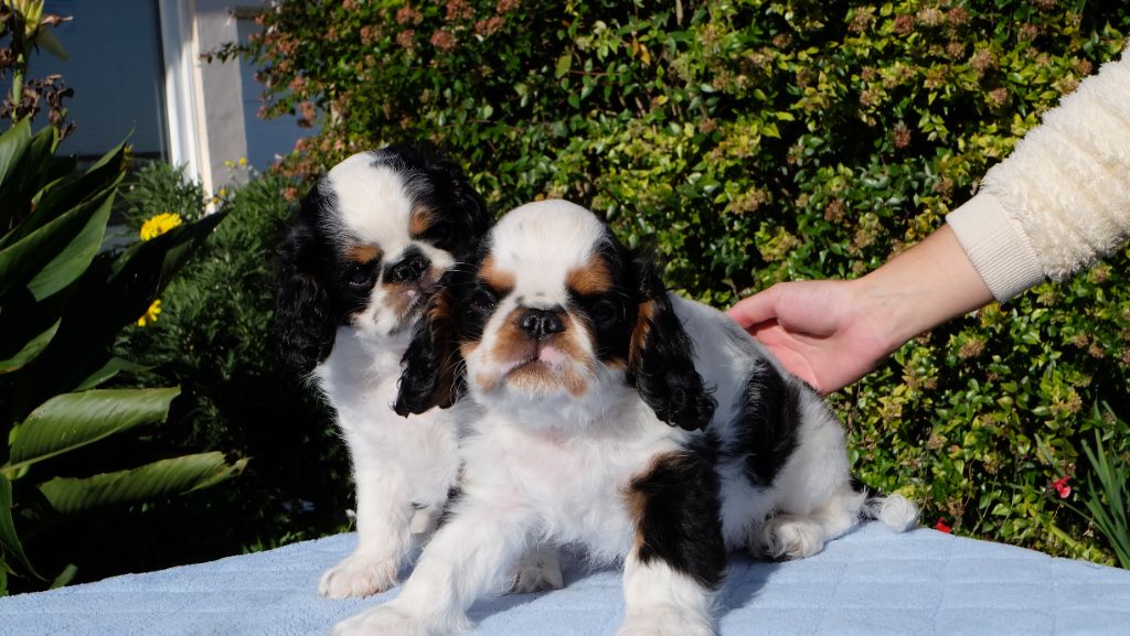 chiot King Charles Spaniel Des Rochers D'agerna