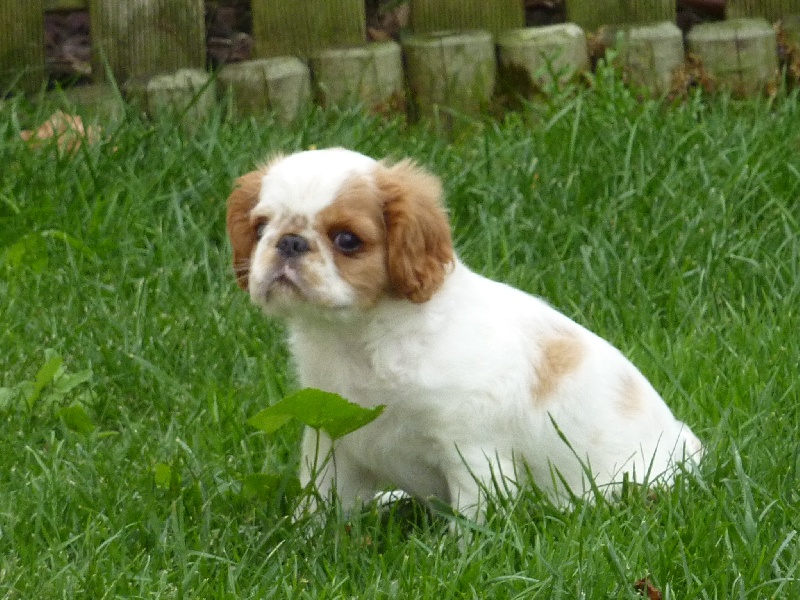 Des Rochers D'agerna - King Charles Spaniel - Portée née le 29/06/2012