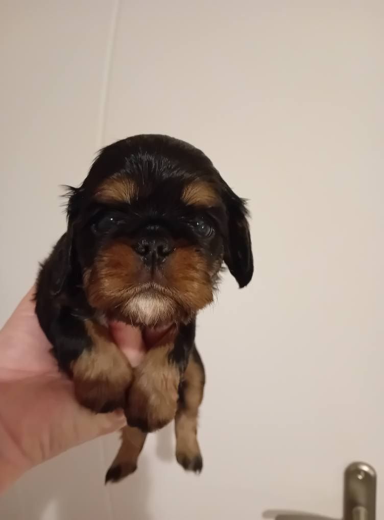 Des Rochers D'agerna - Chiot disponible  - King Charles Spaniel