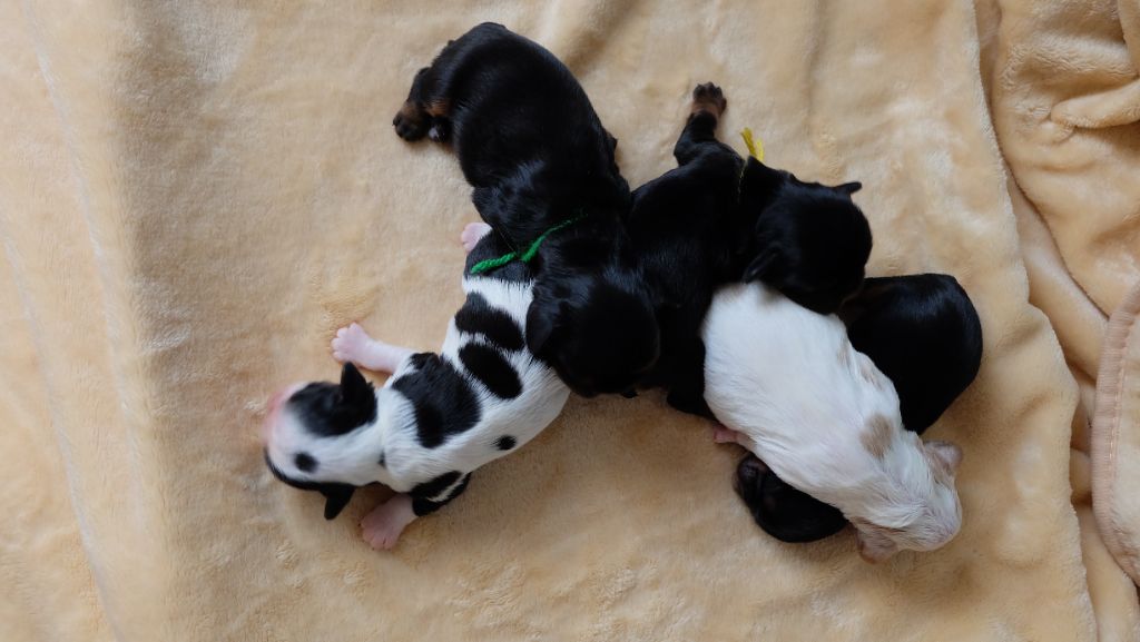 chiot King Charles Spaniel Des Rochers D'agerna