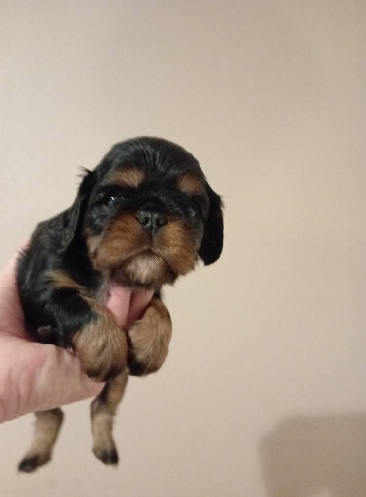 Des Rochers D'agerna - Chiot disponible  - King Charles Spaniel