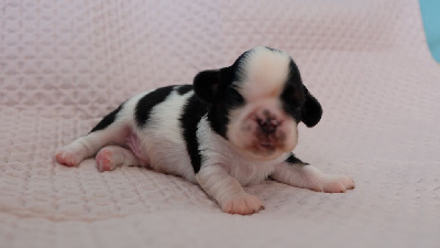 CHIOT male tricolore 