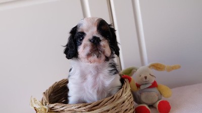 CHIOT male tricolore 