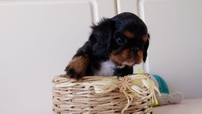 CHIOT mâle noir et feu 