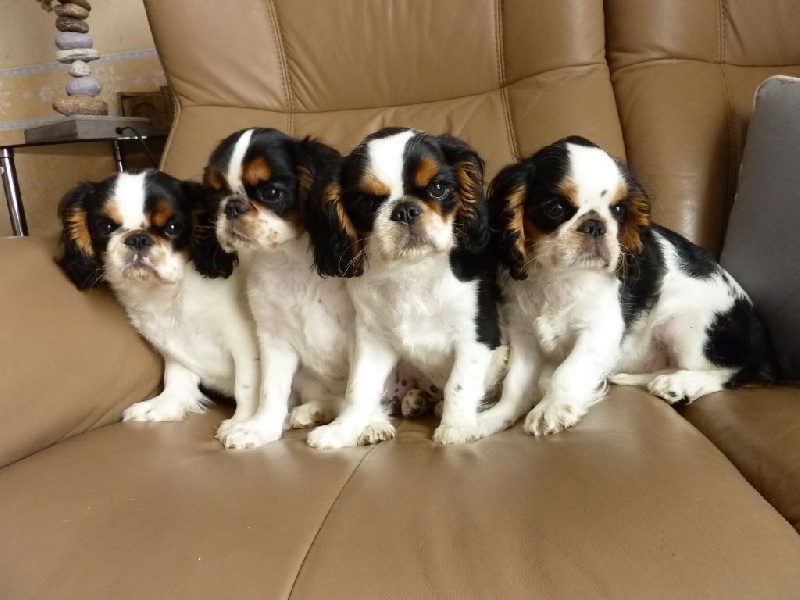 Des Rochers D'agerna - King Charles Spaniel - Portée née le 02/12/2014