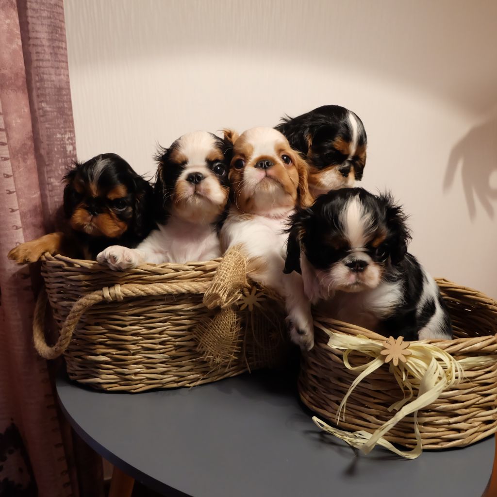 Des Rochers D'agerna - King Charles Spaniel - Portée née le 21/12/2019