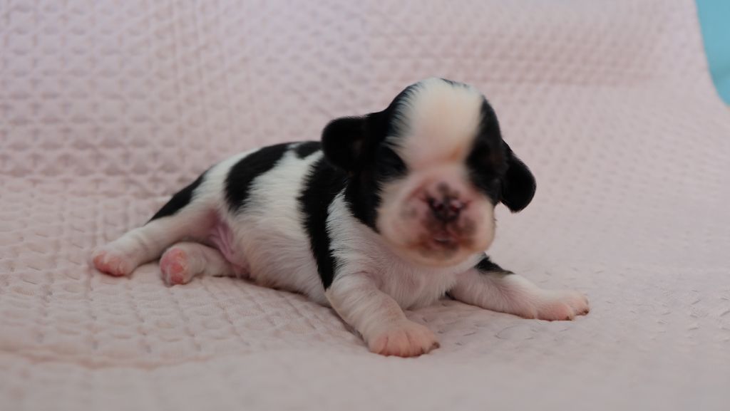 Des Rochers D'agerna - Chiot disponible  - King Charles Spaniel