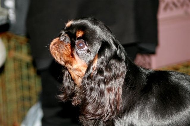 Harley du prince d'albret