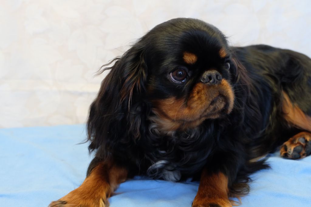 Placement chiens retraité d'élevage. 