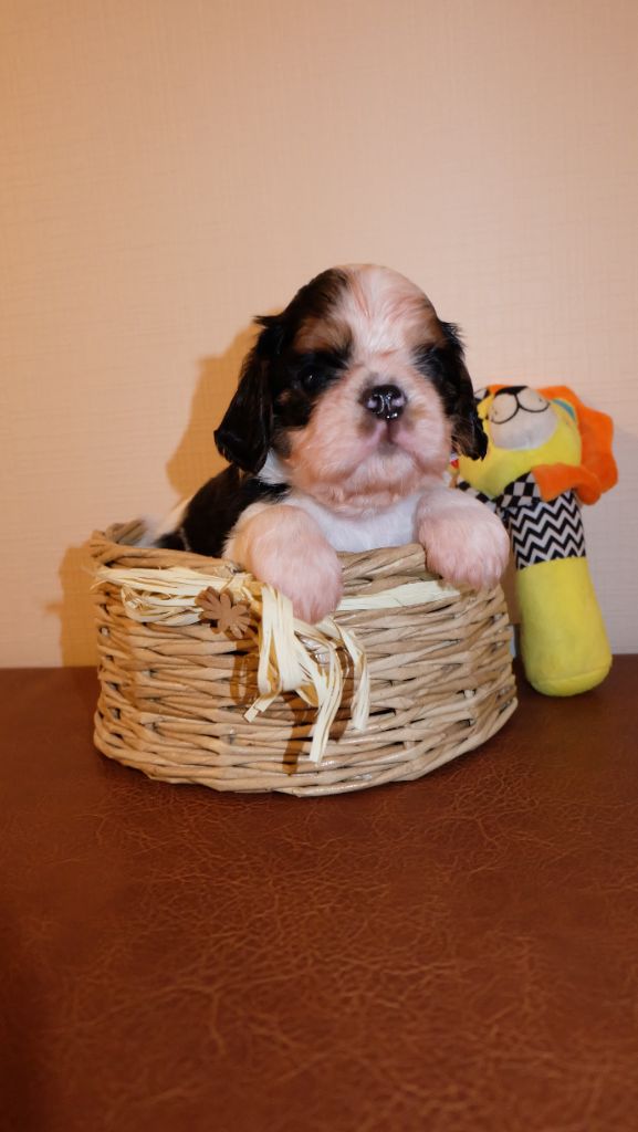 Des Rochers D'agerna - Chiots disponibles - King Charles Spaniel