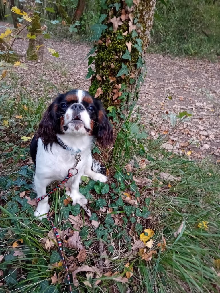 Des Rochers D'agerna - Chiots disponibles - King Charles Spaniel