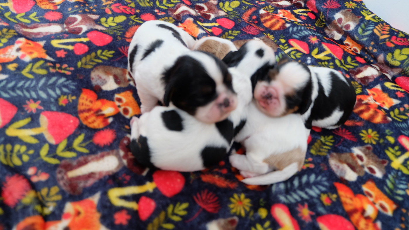 Chiot King Charles Spaniel Des Rochers D'agerna