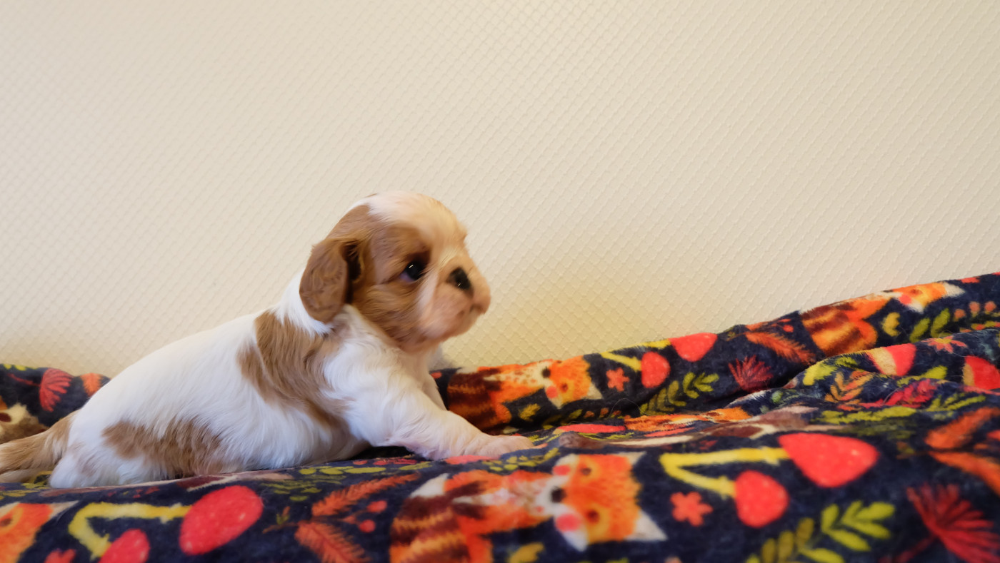Des Rochers D'agerna - Chiots disponibles - King Charles Spaniel