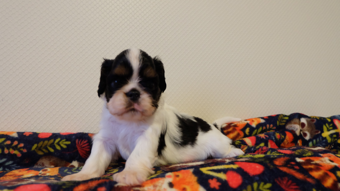 Des Rochers D'agerna - Chiots disponibles - King Charles Spaniel