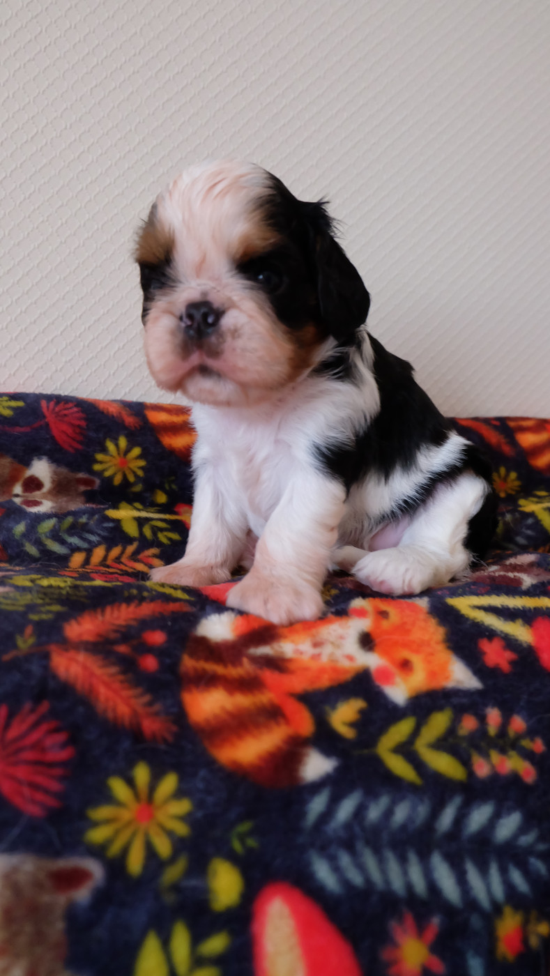 Des Rochers D'agerna - Chiots disponibles - King Charles Spaniel