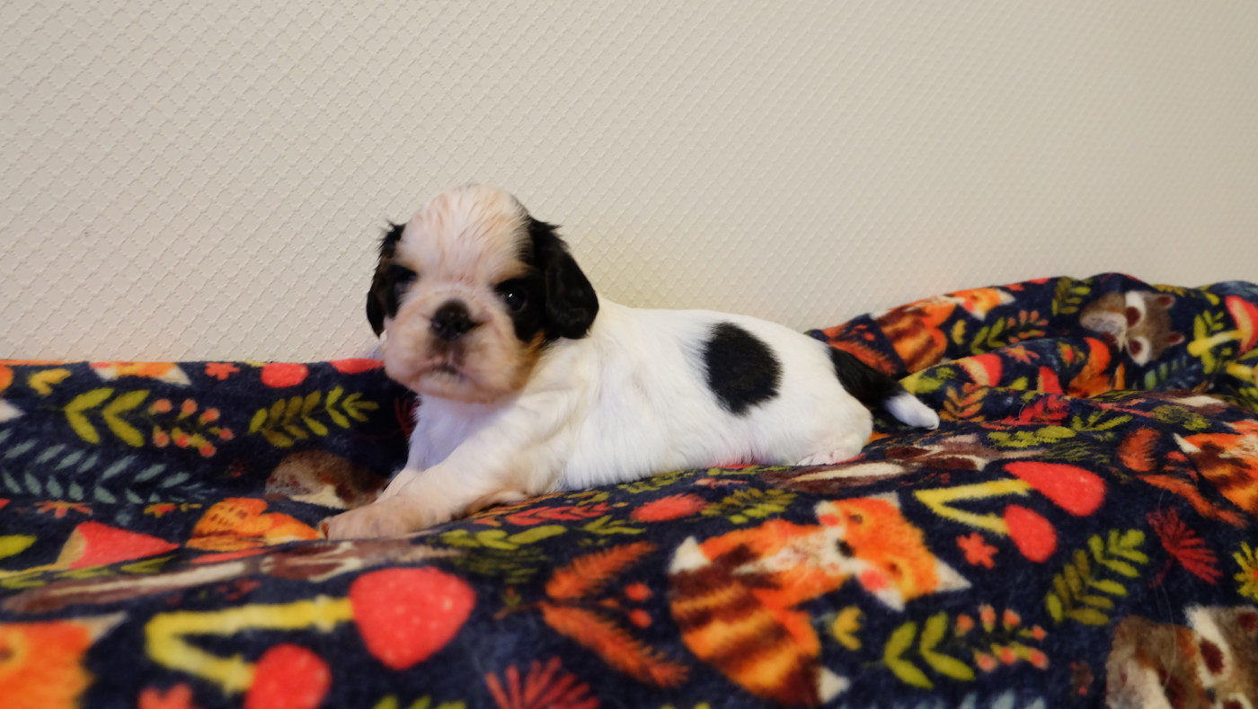 Des Rochers D'agerna - Chiots disponibles - King Charles Spaniel