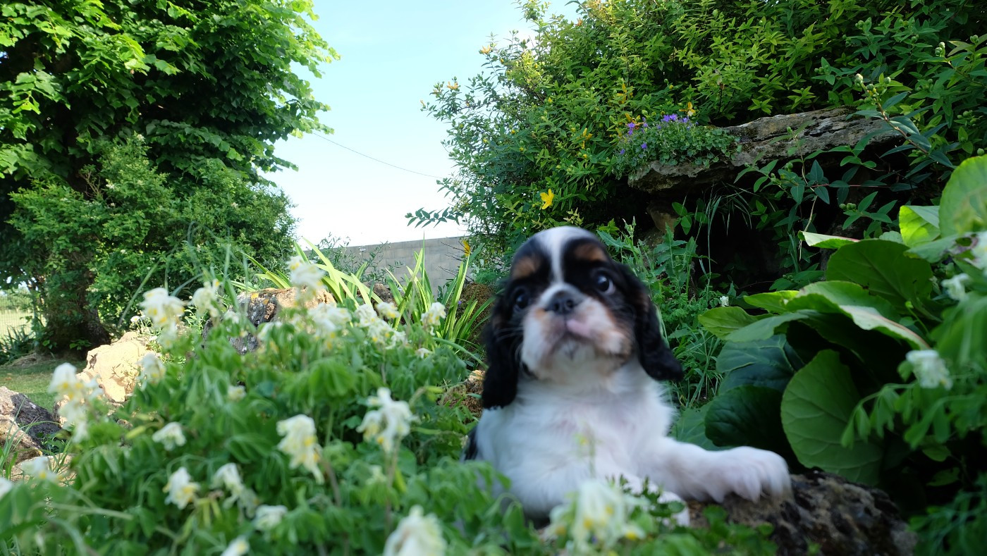 Des Rochers D'agerna - Chiots disponibles - King Charles Spaniel