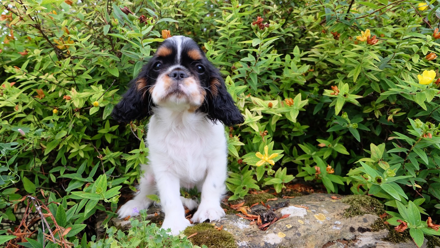 Des Rochers D'agerna - Chiots disponibles - King Charles Spaniel