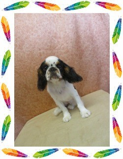 Des Rochers D'agerna - Chiots disponibles - King Charles Spaniel