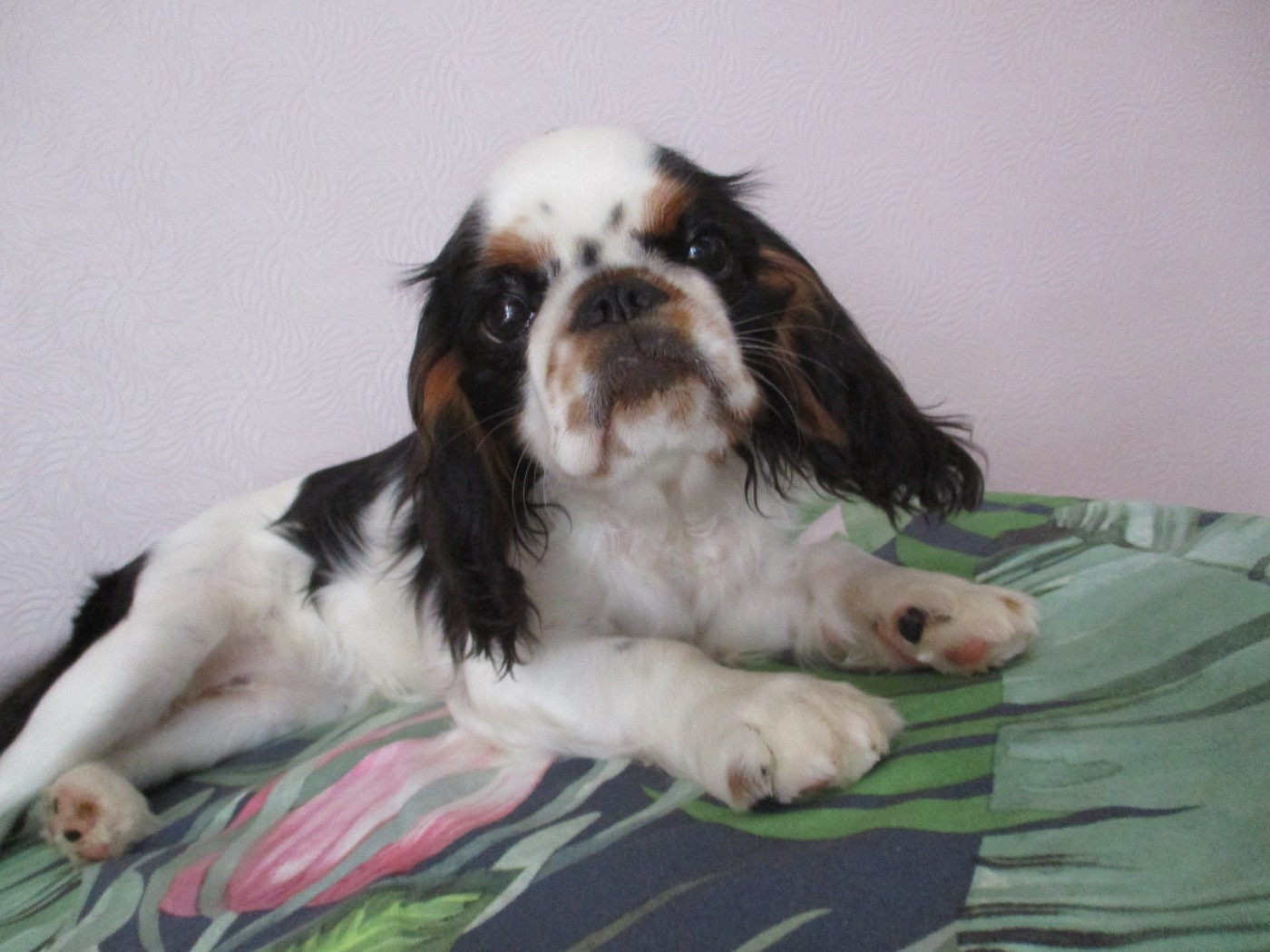 Des Rochers D'agerna - Chiots disponibles - King Charles Spaniel