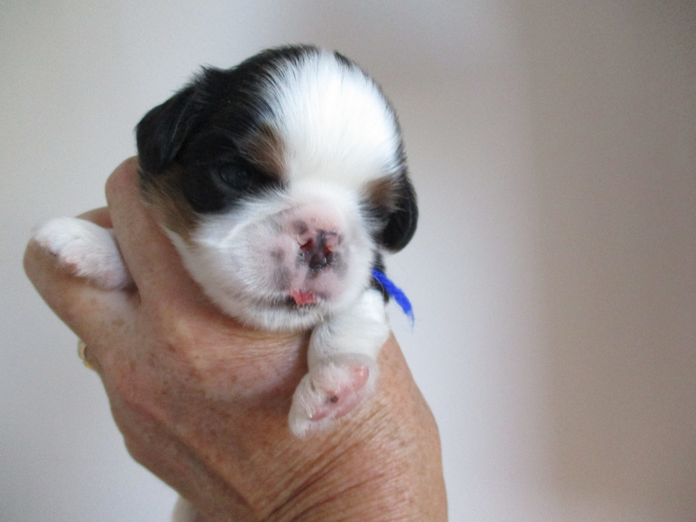 Des Rochers D'agerna - Chiots disponibles - King Charles Spaniel