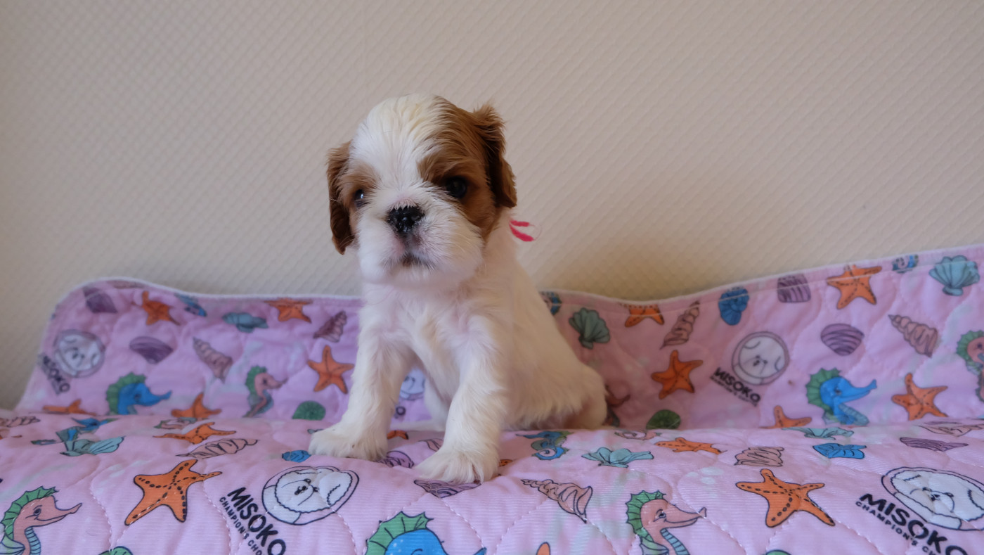 Des Rochers D'agerna - Chiots disponibles - King Charles Spaniel