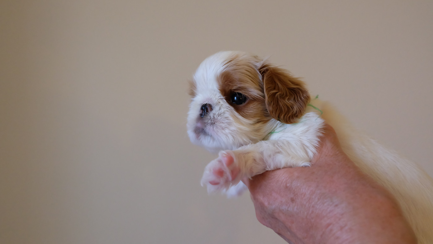 Des Rochers D'agerna - Chiots disponibles - King Charles Spaniel