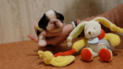 CHIOT 1