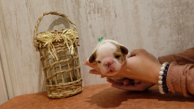 CHIOT 2