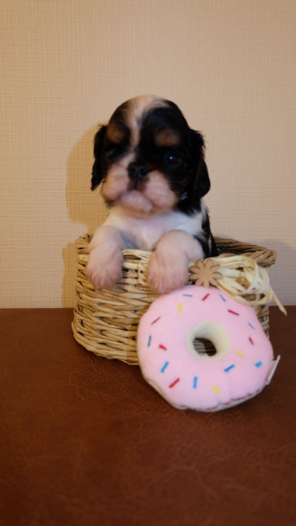 Des Rochers D'agerna - Chiots disponibles - King Charles Spaniel