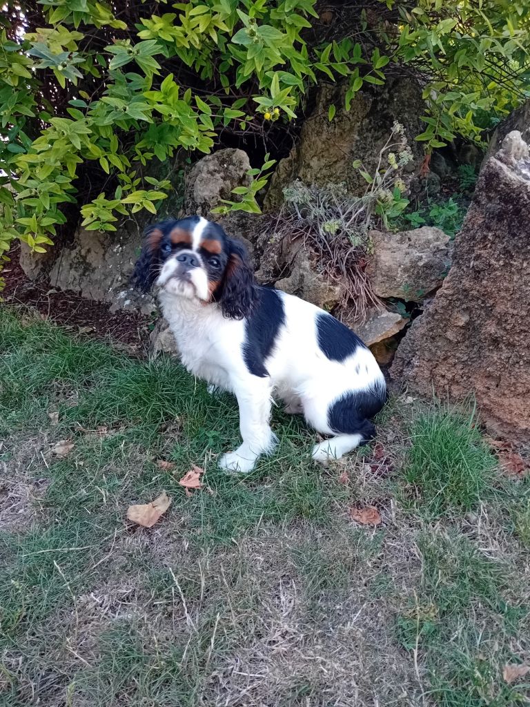 Des Rochers D'agerna - Chiots disponibles - King Charles Spaniel