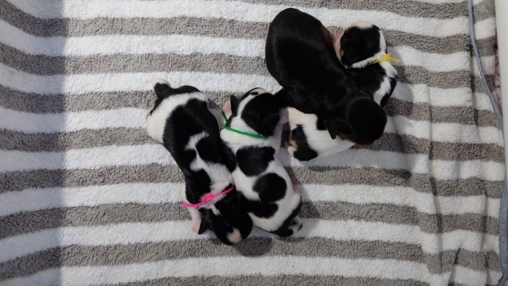 Chiot King Charles Spaniel Des Rochers D'agerna