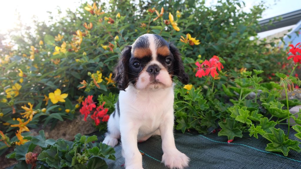 Des Rochers D'agerna - Chiots disponibles - King Charles Spaniel