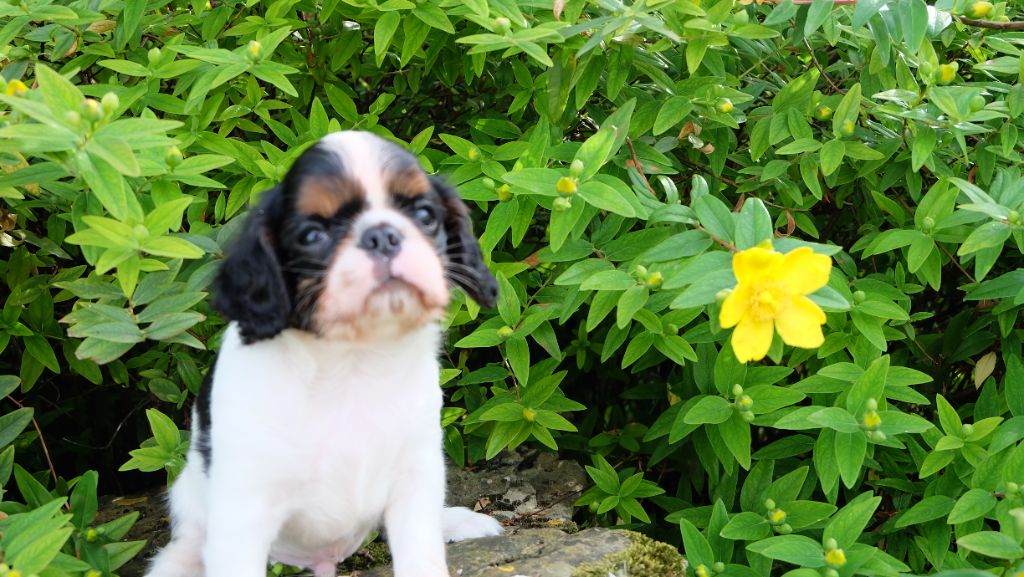 Des Rochers D'agerna - Chiots disponibles - King Charles Spaniel
