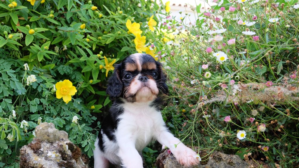 Des Rochers D'agerna - Chiots disponibles - King Charles Spaniel