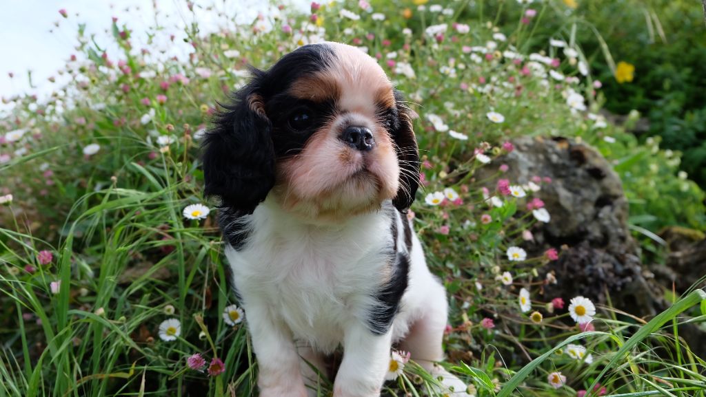 Des Rochers D'agerna - Chiots disponibles - King Charles Spaniel