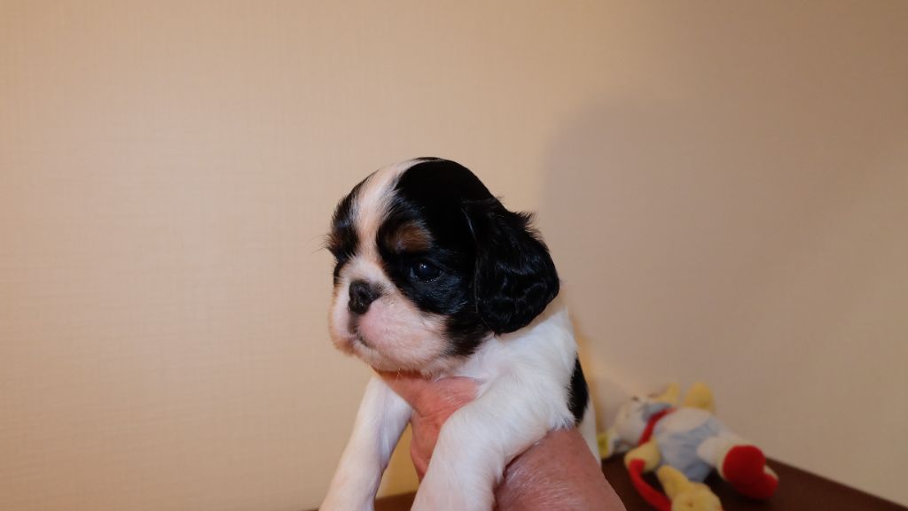 Des Rochers D'agerna - Chiots disponibles - King Charles Spaniel